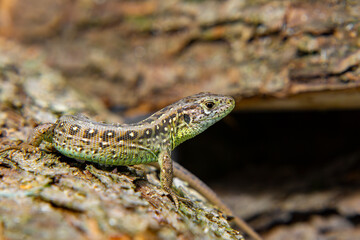 Sand lizard (Lacerta agilis) resting on tree bark in a natural forest habitat, illuminated by daylight sun rays.
