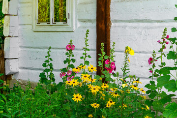 Colorful garden flowers, including yellow coneflowers and pink hollyhocks, growing in front of a whitewashed wooden cottage with visible timber beam and white-framed window.