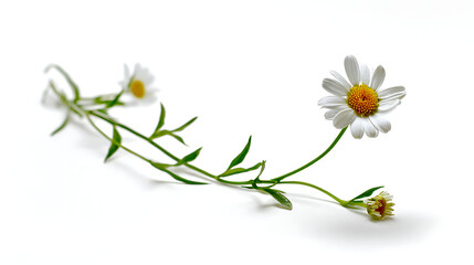Fototapeta premium Delicate white daisies with yellow centers on green stems daisy flower