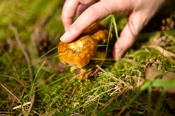 Hand harvesting wild chanterelle mushroom