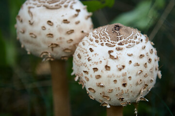 Close-up of parasol mushroom in grass