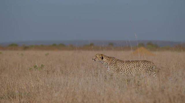 Wide gimbal parallax of Cheetah (Acinonyx jubatus) standing scanning grassland savannah with termite mound in background in morning in Kenya