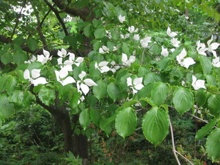 Baumblüte