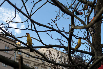 A leafless tree with several colorful artificial birds perched on its branches is set against a clear blue sky and urban buildings in the background.