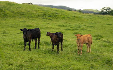 Hermoso rebaño de vacas al aire libre en una granja en Cantabria, España
