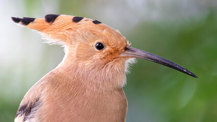 Eurasian Hoopoe © Ikbal