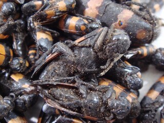Dried Mylabris (Ban-mo), valued in herbal medicine for treating skin lesions and aiding detoxification. Photographed in Korea.