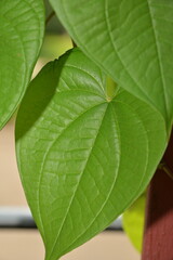 Green Leaf