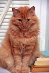 A fluffy ginger cat with expressive green eyes sits against a backdrop of white blinds, next to...