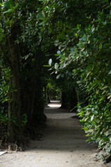 備瀬のフクギ並木のトンネル