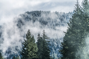Snow-covered evergreen forest with mist and fog in the Cascade Mountains of Oregon on a cold winter day.