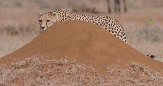 Wide of two Cheetahs (Acinonyx jubatus) walking and Grevy's Zebra (Equus grevyi) running past in sunny day in savannah grassland in Kenya