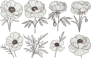 Set outline peony spring, doodle Collection floral stems. Hand drawn Botanical drawing. Detailed line art peonies illustration. Simple Stylized flowers. Black blossom sketch poppies and Buds