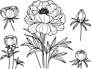 Set outline peony spring, doodle Collection floral stems. Hand drawn Buttercup Botanical drawing. Detailed line art peonies illustration. Simple Stylized flowers. Black blossom sketch Ranunculus 