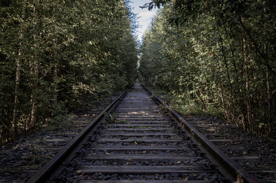 Railway track in the forest