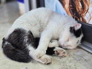 Young black and white cat. Beautiful cat.