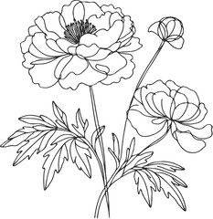 Set outline peony spring, doodle Collection floral stems. Hand drawn Buttercup Botanical drawing. Detailed line art peonies illustration. Simple Stylized flowers. Black blossom sketch Ranunculus 