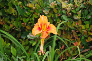 Bright yellow orange blooming daylily