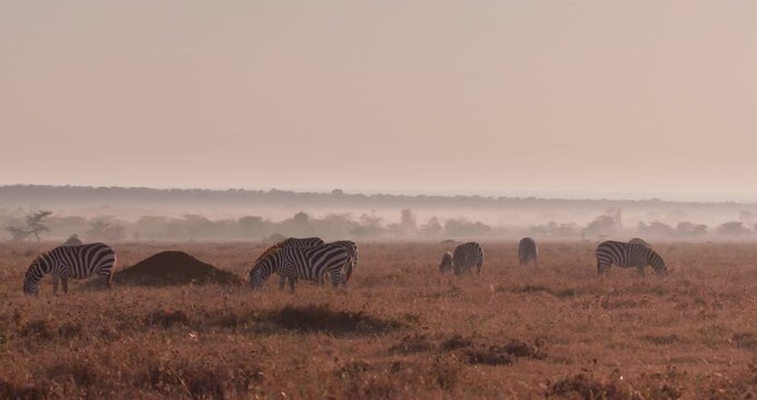 Extreme wide of a herd of Grevy's Zebra (Equus grevyi) grazing during misty sunrise with golden light in dry Savanna grassland in Kenya