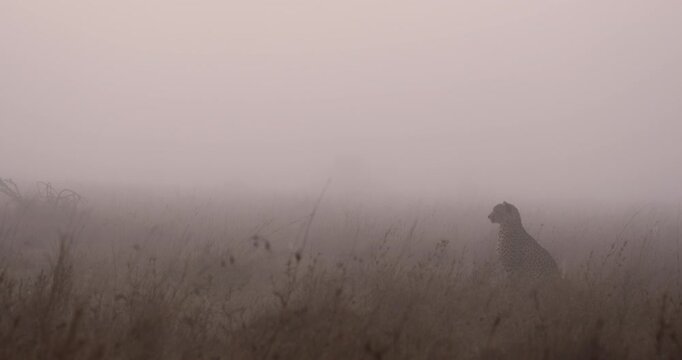 Very wide of pair of Cheetah (Acinonyx jubatus) walking in tall grass savannah in foggy morning in Kenya