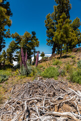 Pinke Tajinaste – Roque de los Muchachos Besucherzentrum Observatorium,, La Palma