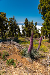 Pinke Tajinaste – Roque de los Muchachos Besucherzentrum Observatorium,, La Palma