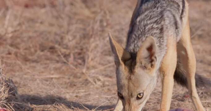 Wide of Black backed jackal (Canis mesomelas) eating parts of Grevy's Zebra (Equus grevyi) carcass during dry season in Savannah in Kenya