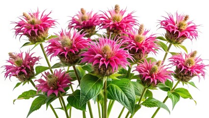 Obraz premium Beautiful display of Crimson Monarda flowers with vibrant pink hues and green foliage