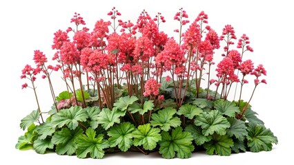 Fototapeta premium Heuchera or Coral Bells isolated on white background displaying pink flowers