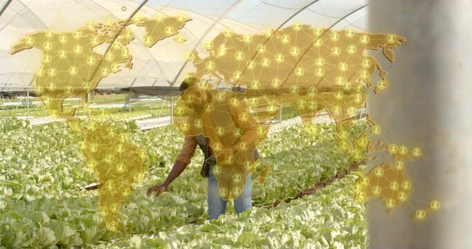 Farm worker entering greenhouse inspecting lettuce beds with golden map overlay and column moving