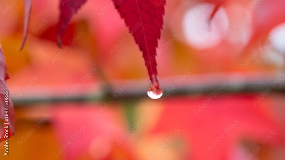 Poster macro shot of a vibrant red maple leaf with a water drop hanging from the tip against soft bokeh bac