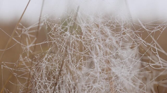 Close-up gimbal of a tangled spider web in tall grass in dry savannah grassland under hot midday sun in Kenya