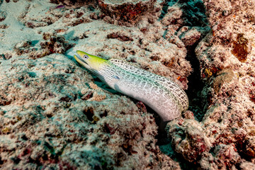 Maldives, Undulate Moray (Gymnothorax undulatus), Juvenile