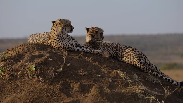 Wide gimbal parallax of pair of Cheetah (Acinonyx jubatus) resting on termite mound in shrubs savannah in afternoon in Kenya