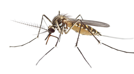 Aedes Mosquito on Transparent Backdrop Detailed Close Up of Insect with Long Legs and Antennae Isolated on Clear Background