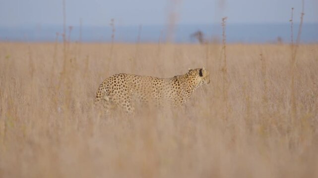 Gimbal extreme wide bokeh of a cheetah (Acinonyx jubatus) walking and stopping to scan for prey in savannah in kenya 