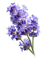 Obraz premium lavender flowers isolated on white background
