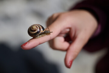 Close up of small brown and white striped snail crawling on a person&rsquo;s finger with blurred natural background