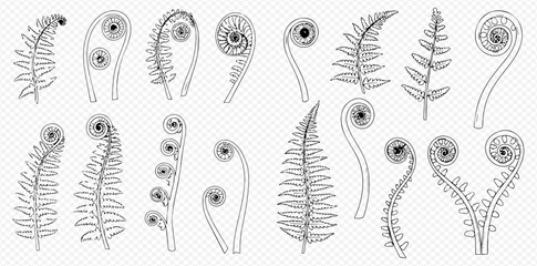 Collection of fern fronds in various stages of unfurling, depicted as black and white line art. © ArtLuna Studio