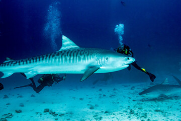 Maldives, Tiger Shark (Galeocerdo cuvier)