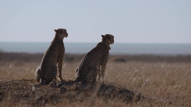 Wide gimbal parallax of pair of Cheetah (Acinonyx jubatus) seated on raised ground on grassy savannah in morning in Kenya