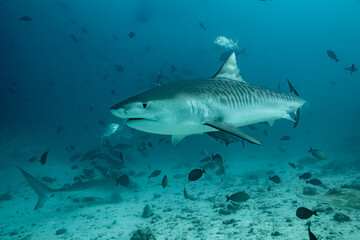Maldives, Tiger Shark (Galeocerdo cuvier)