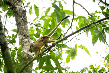 monkey