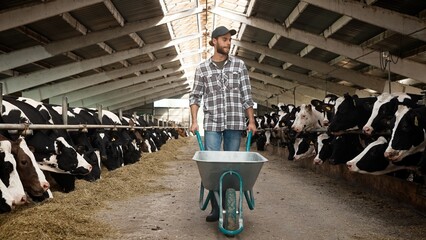 Happy young Caucasian adult male farmer walking in barn pushing wheelbarrows with many cows in stable. Animal farm. Man worker working in cowshed. Cowshed livestock. Diary industry © VAKSMANV