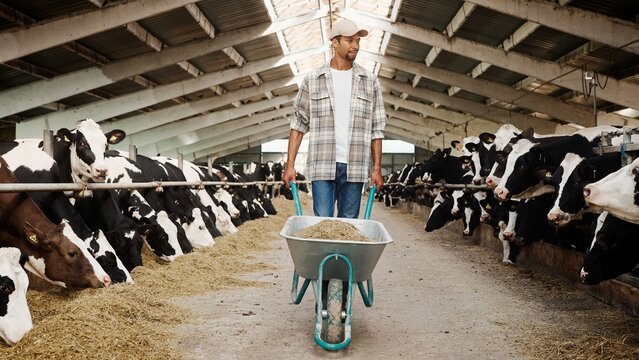 Young cheerful male farmer in cap pushing wheelbarrows with hay between cows in stable. African American handsome man shepherd working in cowhouse walking in barn. Livestock concept. Cattle in stall