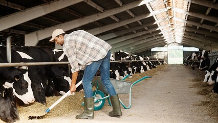 African American happy handsome man farmer in cap working in barn using shovel throwing hay in wheelbarrow. Young male cleaning barn with cattle in stall. Shepherd in cowhouse. Dairy and meat farm © VAKSMANV
