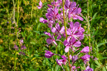 Tall fireweed plant with bright magenta flowers, elongated green leaves, blooming in open grassy field, symbolizing resilience, herbal, medicinal benefits, pollinator attraction