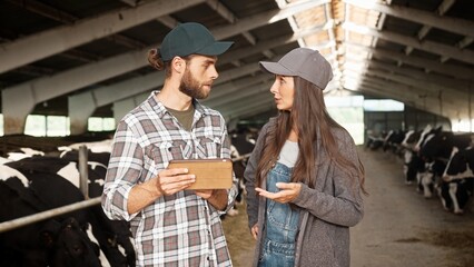Caucasian couple of young happy male and female farmers standing inside barn with cow flock, talking and using tablet device. Shepherds in stable with livestock having conversation typing on gadget