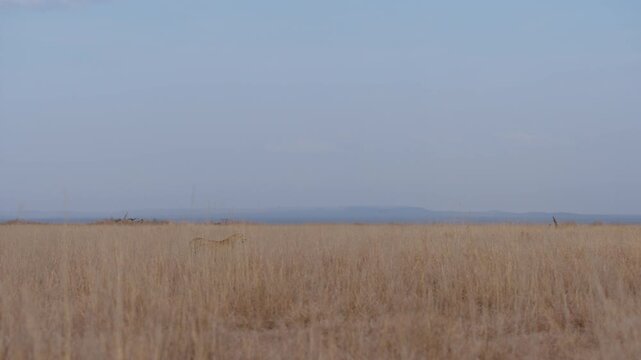 Extreme wide steadicam of a cheetah (Acinonyx jubatus) walking while scanning for prey in savannah in kenya