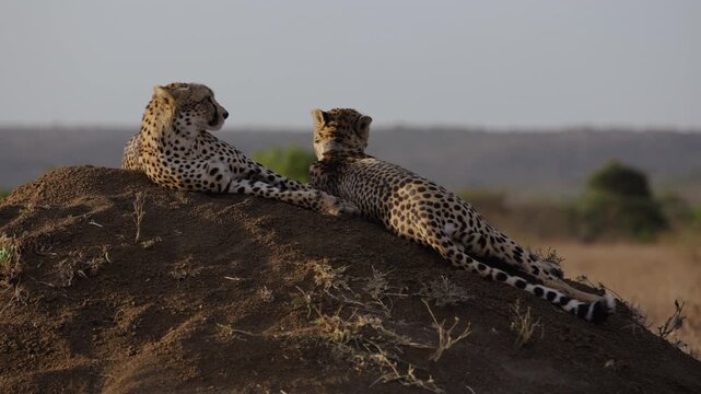 Wide gimbal parallax of pair of Cheetah (Acinonyx jubatus) resting on termite mound in shrubs savannah in afternoon in Kenya